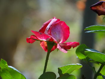 Close-up of pink rose