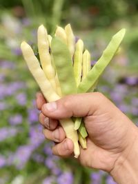 Fresh garden green beans in hand 