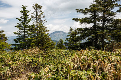 Trees growing on field against sky