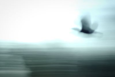 Defocused image of a bird in water