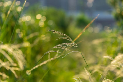 Close-up of insect on grass