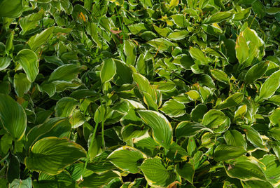 Full frame shot of fresh green plants