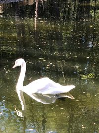 Swan swimming in lake