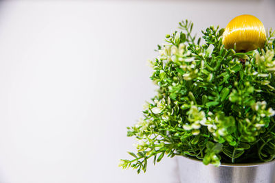 Close-up of plant against white background
