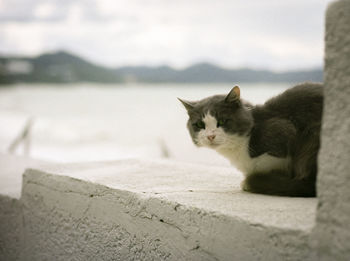 The homeless cat sitting on the sea background