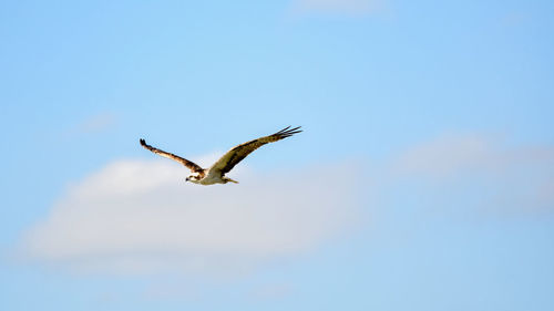 Low angle view of eagle flying in sky