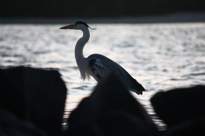 View of bird on beach