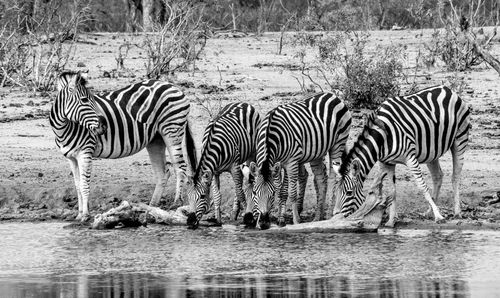 Zebras drinking water in pond at forest