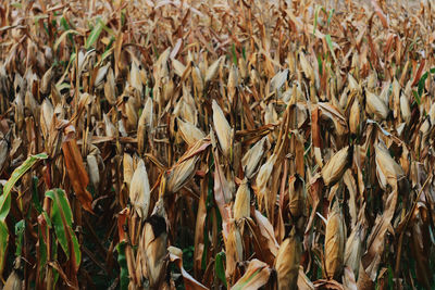 Close-up of dried corn plant on field
