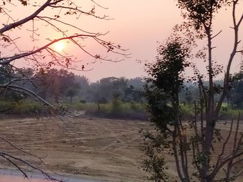 Trees on field against sky during sunset