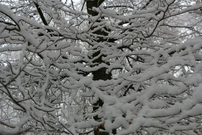 Full frame shot of tree