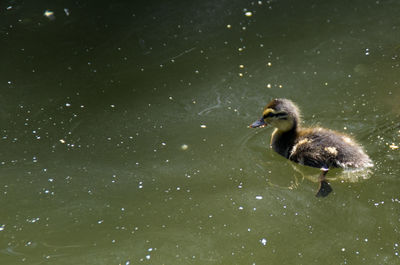 Duck swimming in lake