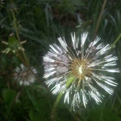 Close-up of dandelion