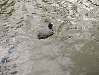 High angle view of duck swimming in lake