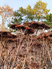 Close-up of dried plant on field