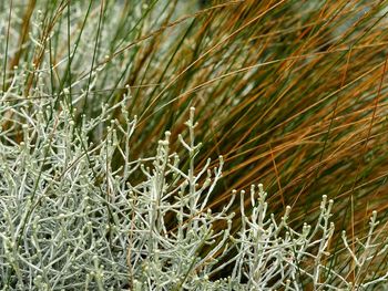 Full frame shot of plants on field