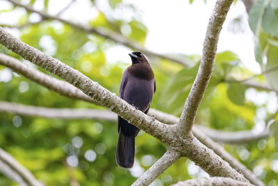 Low angle view of bird perching on tree