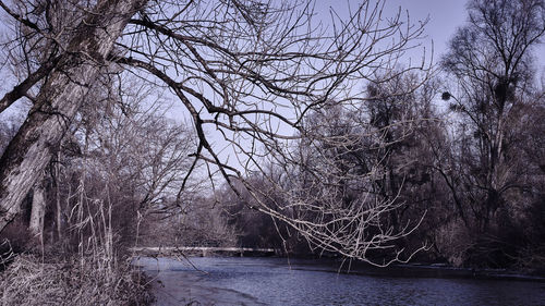 Close-up of tree against sky