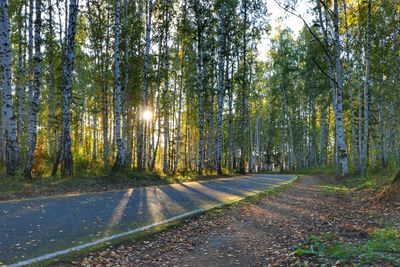 Road amidst trees in forest