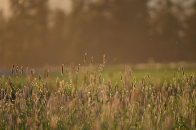 Summer fields