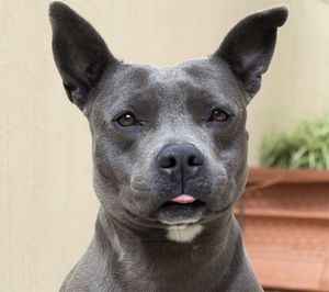 Close-up portrait of a dog