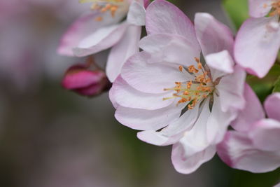 Close-up of pink cherry blossom