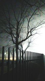 Close-up of bare tree against building