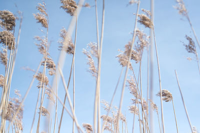 Low angle view of flowering plants against blue sky