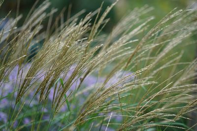 Close-up of stalks in field