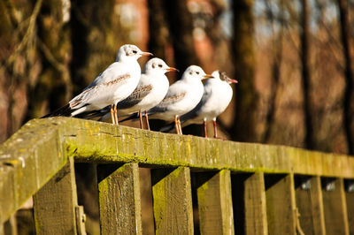 Seagulls perching on wooden railing