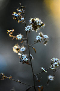 Close-up of wilted plant