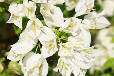 Close-up of white flowering plant