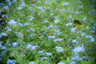 Full frame shot of blue flowers blooming outdoors