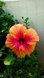 Close-up of orange flower blooming outdoors
