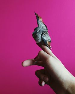 Close-up of hand holding lizard
