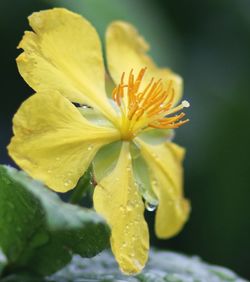 Close-up of yellow flower