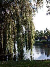 Scenic view of lake in forest against sky