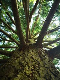 Low angle view of trees in forest