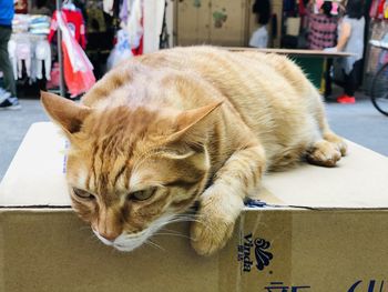 Cat sleeping on the box