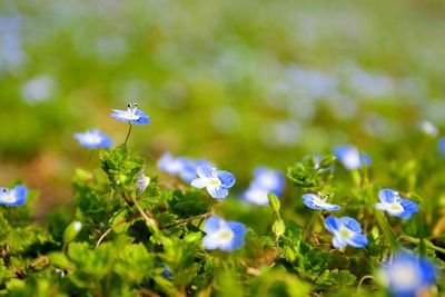 Close-up of blue flowers