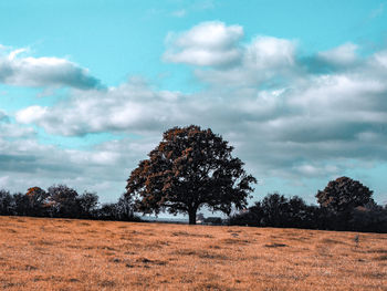 Trees on field against sky