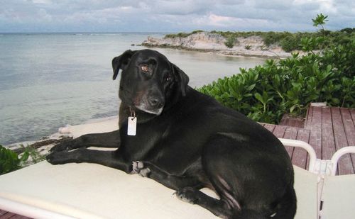 Dog looking at sea