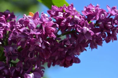 Close-up of pink flowering plant