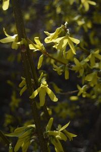 Close-up of yellow flowers on plant
