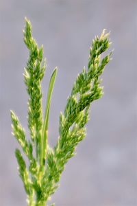 Close-up of plant