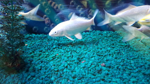 Close-up of fish swimming in sea