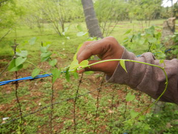 Man holding plants on field