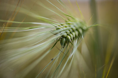 Close-up of wheat plant