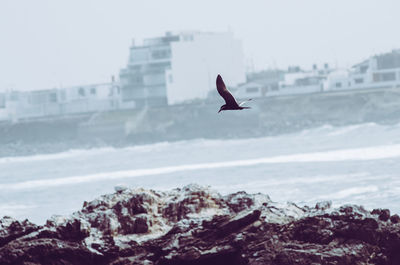 Seagull flying over sea