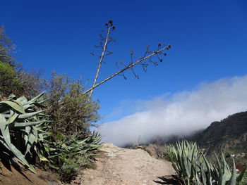 Plants growing on land against blue sky